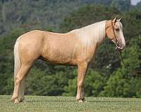 palomino-blaze-horse