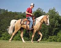beginner-safe-tennessee-walking-horse