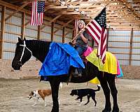 draft-beginerhusbandpercheronsafeeveryonetrail-horse