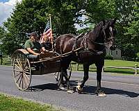 draft-beginerhusbandpercheronsafeeveryonetrail-mare