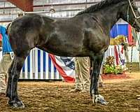 all-around-percheron-horse