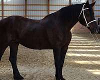 breeding-percheron-horse