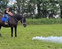 driving-percheron-horse