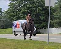 flashy-percheron-horse