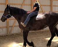harness-percheron-horse