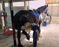 husband-safe-percheron-horse