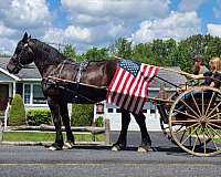 kid-safe-percheron-horse