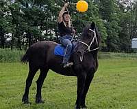 mounted-patrol-percheron-horse