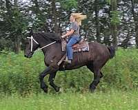 pack-percheron-horse