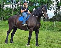 parade-percheron-horse