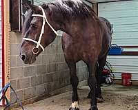 pleasure-driving-percheron-horse