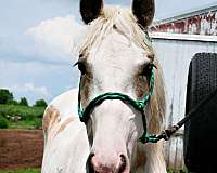buckskin-friesian-paint-mare-foal