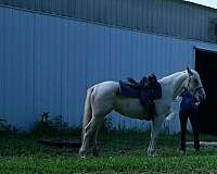 horsemanship-started-under-saddle-friesian-paint-horse