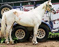 buckskin-horsemanship-started-under-saddle-horse
