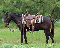 black-none-horse