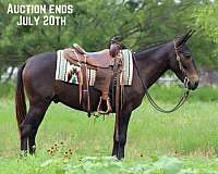 none-horse