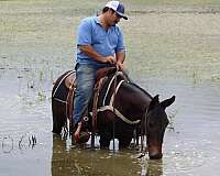 beginner-safe-quarter-horse