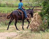 family-horse-quarter