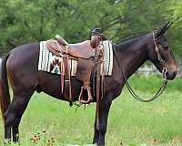 quarter-horse