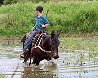 ranch-work-quarter-horse