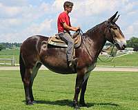 beginner-mule