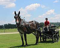 driving-mule