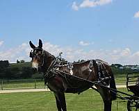 husband-safe-mule