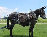 kid-safe-mule