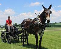 parade-mule