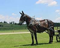 draft-mule