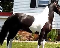 tobiano-brindling-on-withers-horse