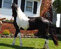 flashy-friesian-horse