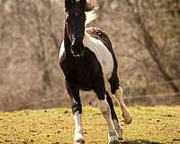 baroque-friesian-horse