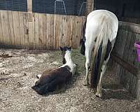 draft-friesian-horse