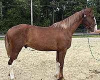 sorrel-dutch-warmblood-gelding