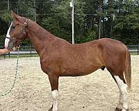 sorrel-gelding-for-sale