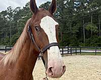 15-hand-dutch-warmblood-gelding