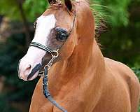 chestnut-amhr-aspc-stallion