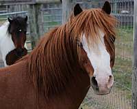 chestnut-amhr-aspc-pony