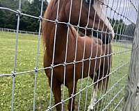 amhr-aspc-pony