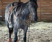 solid-horse