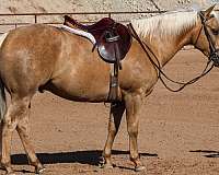 ranch-work-quarter-horse