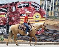ridden-english-quarter-horse