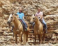 trail-quarter-horse