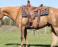 trail-class-competition-quarter-horse
