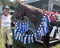appaloosa-gelding