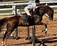 appaloosa-horse-for-sale