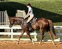 appaloosa-horse