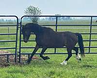 chrome-feathers-pony