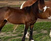started-under-saddle-hackney-pony